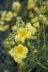 Wisley Primrose Rock Rose (Helianthemum nummularium 'Wisley Primrose') at Peter Knippel Garden Centre