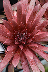 Royal Ruby Hens And Chicks (Sempervivum 'Royal Ruby') at Lakeshore Garden Centres