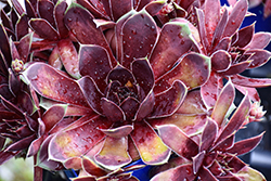Colorockz Coconut Crystal Hens And Chicks (Sempervivum 'Belsemmag1') at Lakeshore Garden Centres