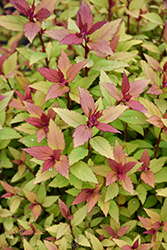 Poprocks Rainbow Fizz Spirea (Spiraea japonica 'Matgold') at Lakeshore Garden Centres