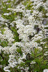 Dwarf Garland Spirea (Spiraea x arguta 'Compacta') at Peter Knippel Garden Centre