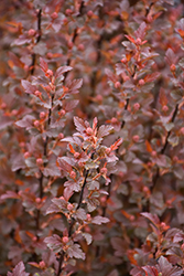 Calico Kitty Ninebark (Physocarpus opulifolius 'Auntie B') at Lakeshore Garden Centres