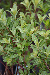 Mt. Aso Pink Japanese Pussy Willow (Salix gracilistyla 'Mt. Aso') at Lakeshore Garden Centres