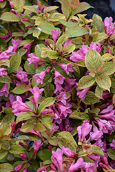 Midnight Sun Reblooming Weigela (Weigela florida 'Verweig9') at Lakeshore Garden Centres