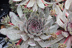 Big Blue Hens And Chicks (Sempervivum 'Big Blue') at Lakeshore Garden Centres