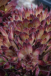 Chick Charms Butterscotch Baby Hens And Chicks (Sempervivum 'Hordubal') at Lakeshore Garden Centres