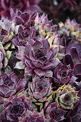 Chick Charms Grape Galaxy Hens And Chicks (Sempervivum 'Grape Galaxy') at Peter Knippel Garden Centre
