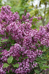 Bloomerang Dark Purple Lilac (tree form) (Syringa 'Bloomerang Dark Purple (tree form)') at Green Thumb Garden Centre
