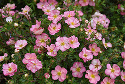 Happy Face Hearts Potentilla (Potentilla fruticosa 'SMNPPS') at Lakeshore Garden Centres