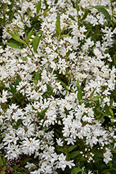 Yuki Snowflake Deutzia (Deutzia 'NCDX1') at Peter Knippel Garden Centre