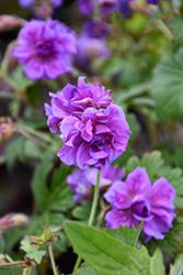 Birch's Double Cranesbill (Geranium himalayense 'Birch's Double') at Lakeshore Garden Centres