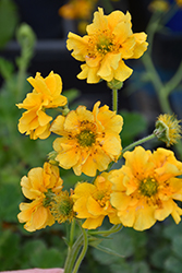 Lady Stratheden Avens (Geum 'Lady Stratheden') at Peter Knippel Garden Centre