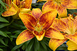 Lily Looks Tiny Parrot Lily (Lilium 'Tiny Parrot') at Peter Knippel Garden Centre