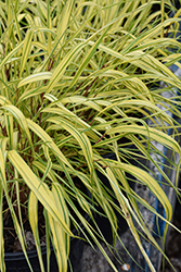 Golden Variegated Hakone Grass (Hakonechloa macra 'Aureola') at Peter Knippel Garden Centre