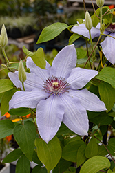 Bernadine Clematis (Clematis 'Evipo061') at Peter Knippel Garden Centre