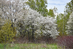 Allegheny Serviceberry (Amelanchier laevis) at Peter Knippel Garden Centre