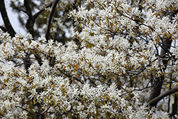 Allegheny Serviceberry (Amelanchier laevis) at Peter Knippel Garden Centre