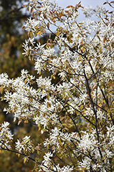 Lustre Allegheny Serviceberry (Amelanchier laevis 'Lustre') at Peter Knippel Garden Centre