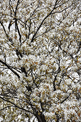 Cumulus Serviceberry (Amelanchier laevis 'Cumulus') at Lakeshore Garden Centres