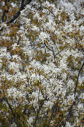 Allegheny Serviceberry (Amelanchier laevis) at Peter Knippel Garden Centre