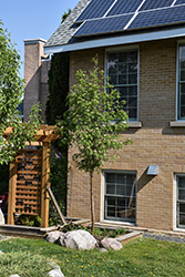 Skybound Mountain Ash (Sorbus aucuparia 'Skybound') at Lakeshore Garden Centres