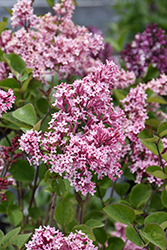 Fairytale Tinkerbelle Lilac (Syringa 'Bailbelle') at Peter Knippel Garden Centre