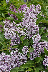 Little Lady Lilac (Syringa 'Jeflady') at Lakeshore Garden Centres