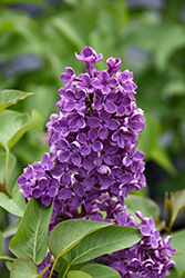 Pocahontas Lilac (Syringa x hyacinthiflora 'Pocahontas') at Peter Knippel Garden Centre