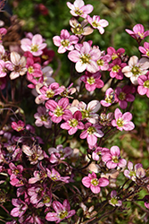Purple Robe Saxifrage (Saxifraga x arendsii 'Purple Robe') at Lakeshore Garden Centres