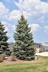 Baby Blue Blue Spruce (Picea pungens 'Baby Blue') at Peter Knippel Garden Centre