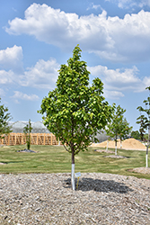 Navigator Ornamental Pear (Pyrus 'DurPSN303') at Lakeshore Garden Centres