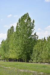 Prairie Sky Poplar (Populus 'Prairie Sky') at Lakeshore Garden Centres