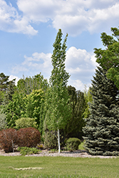 Guardian Columnar Aspen (Populus 'Jefguard') at Lakeshore Garden Centres