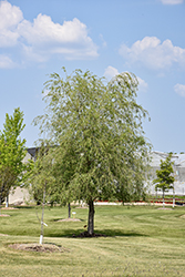 Lace Weeping Willow (Salix babylonica 'Lace') at Lakeshore Garden Centres