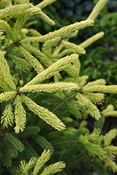 Mac's Golden White Spruce (Picea glauca 'Mac's Golden') at Lakeshore Garden Centres
