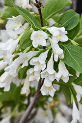 April Snow Weigela (Weigela praecox 'April Snow') at Lakeshore Garden Centres