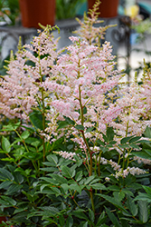 Younique Silvery Pink Astilbe (Astilbe 'Verssilverypink') at Peter Knippel Garden Centre