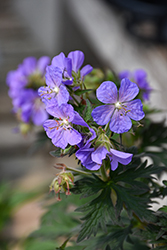 Dark Reiter Cranesbill (Geranium 'Dark Reiter') at Lakeshore Garden Centres