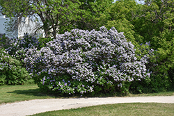 Common Lilac (Syringa vulgaris) at Peter Knippel Garden Centre