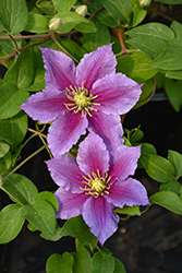 Mrs. N. Thompson Clematis (Clematis 'Mrs. N. Thompson') at Lakeshore Garden Centres