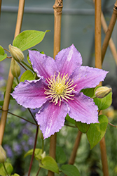 Piilu Clematis (Clematis 'Piilu') at Peter Knippel Garden Centre