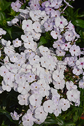 Fashionably Early Lavender Ice Garden Phlox (Phlox 'Fashionably Early Lavender Ice') at Peter Knippel Garden Centre