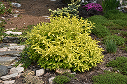 Honeybee Bush Honeysuckle (Diervilla rivularis 'Diwibru01') at Peter Knippel Garden Centre