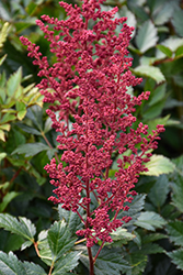 Go Go Red Japanese Astilbe (Astilbe japonica 'Go Go Red') at Lakeshore Garden Centres