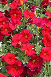 EnViva Red Petchoa (Petchoa 'KLECA23590') at Lakeshore Garden Centres