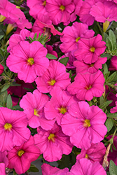EnViva Pink Petchoa (Petchoa 'KLECA22835') at Lakeshore Garden Centres