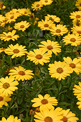 Serenity Deep Yellow African Daisy (Osteospermum 'Serenity Deep Yellow') at Lakeshore Garden Centres