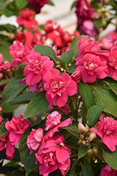 Glimmer Hot Pink Double Impatiens (Impatiens 'Balglimotin') at Lakeshore Garden Centres