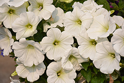Headliner White Petunia (Petunia 'KLEPH22540') at Lakeshore Garden Centres