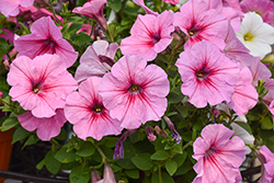 Headliner Pink Vein Petunia (Petunia 'KLEPH14244') at Lakeshore Garden Centres